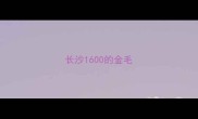 长沙1600的金毛