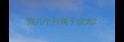 狗几个月属于成犬