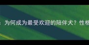 拉布拉多犬为何成为最受欢迎的陪伴犬性格与饲养指南