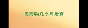 贵宾狗几个月发育