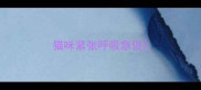 猫咪紧张呼吸急促