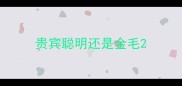 贵宾聪明还是金毛
