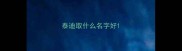 泰迪取什么名字好