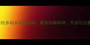小拉布拉多幼犬训练指南最佳训练时间方法与注意事项