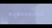 哈士奇幼犬怎么输液
