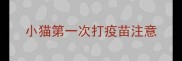 小猫第一次打疫苗注意