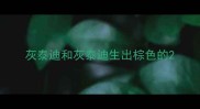 灰泰迪和灰泰迪生出棕色的