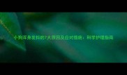 小狗浑身发抖的7大原因及应对措施科学护理指南