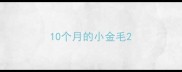 10个月的小金毛