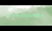 20天的小狗如何喂养