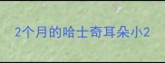 2个月的哈士奇耳朵小