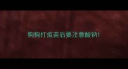 狗狗打疫苗后要注意酸钠