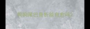 狗狗尾巴骨折能自愈吗