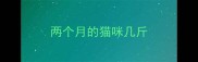 两个月的猫咪几斤