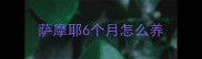 萨摩耶6个月怎么养