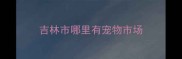 吉林市哪里有宠物市场
