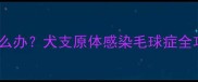 狗狗咳嗽半个月有痰怎么办犬支原体感染毛球症全攻略附家庭护理清单