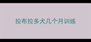 拉布拉多犬几个月训练