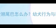 边牧2个月大爱翘尾巴怎么办幼犬行为与科学纠正指南