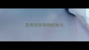 昆明领养狗狗的地方