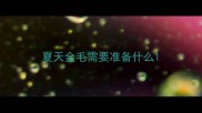 夏天金毛需要准备什么