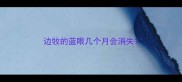 边牧的蓝眼几个月会消失
