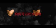 狗狗可以吃冰淇淋
