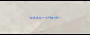 吉娃娃几个月开始长胖