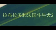 拉布拉多和法国斗牛犬