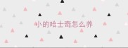 小的哈士奇怎么养