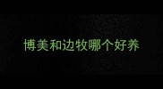 博美和边牧哪个好养