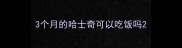 3个月的哈士奇可以吃饭吗