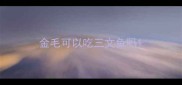 金毛可以吃三文鱼吗