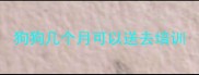 狗狗几个月可以送去培训