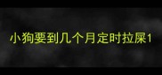 小狗要到几个月定时拉屎