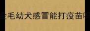 金毛幼犬感冒能打疫苗吗