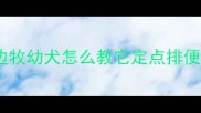 边牧幼犬怎么教它定点排便