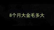 8个月大金毛多大