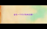 金毛一个月才抱来拉稀