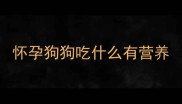 怀孕狗狗吃什么有营养