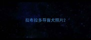 拉布拉多导盲犬照片