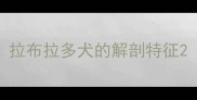拉布拉多犬的解剖特征