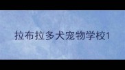 拉布拉多犬宠物学校