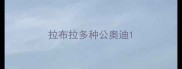 拉布拉多种公奥迪