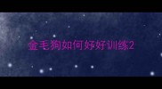 金毛狗如何好好训练