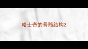 哈士奇的骨骼结构