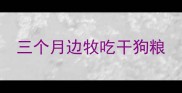 三个月边牧吃干狗粮