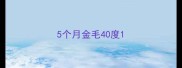 5个月金毛40度