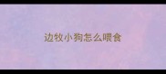 边牧小狗怎么喂食