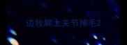 边牧脚上关节掉毛